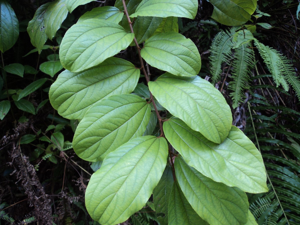 Ziziphus rugosa Lam.